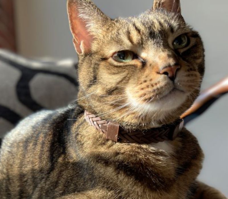 petstimonials vid 10
