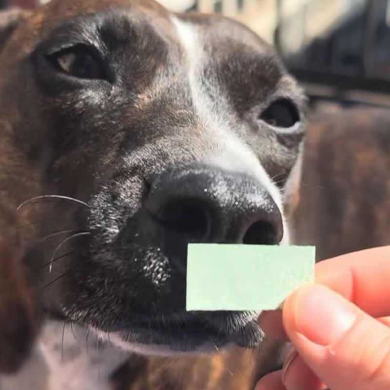 petstimonials vid 3