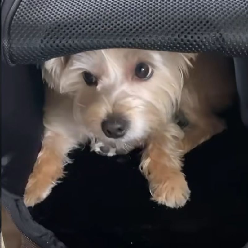 petstimonials vid 4